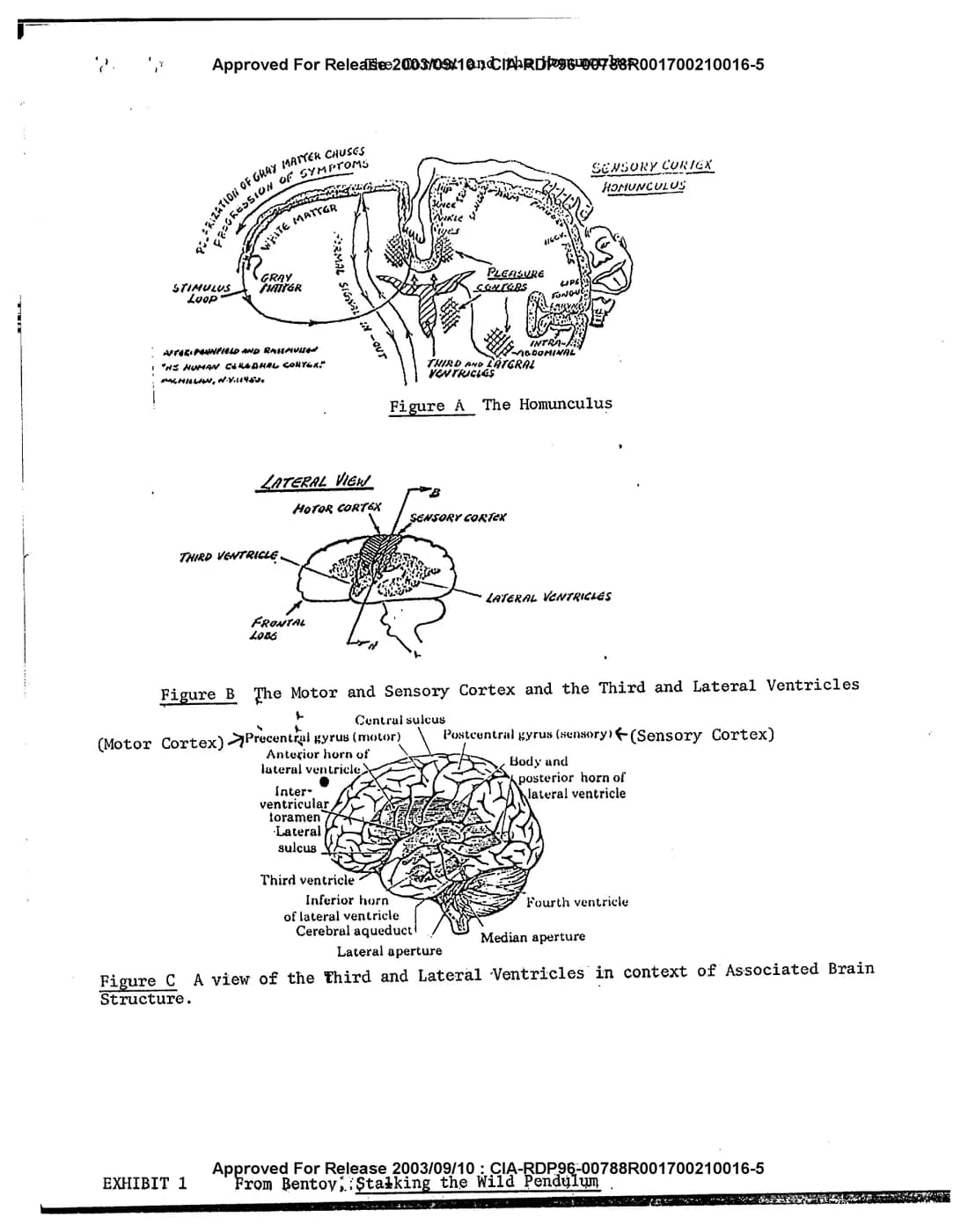 Exhibit 1 del fascicolo Gateway: L'Homunculus